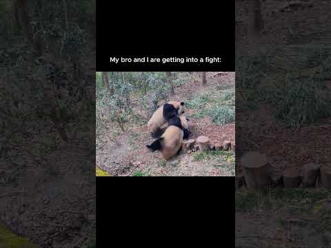 #pandalove #pandalife #panda #cuteanimals #zoocraft #zoo #zookeeper