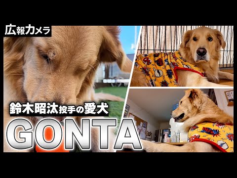 鈴木昭汰投手の愛犬GONTAの撮影に成功！【広報カメラ】