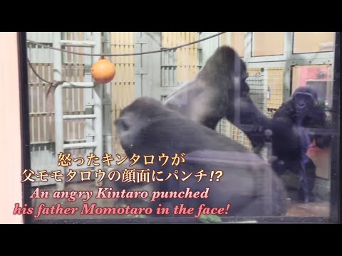 子ゴリラから強引に食べ物を奪うが、妊娠中の妻ゲンキからは奪わず我慢したモモタロウ⭐️ Momotaro forcibly took food from his son！