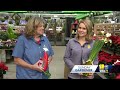 Sunday Gardener: Holiday plants in the home(WBAL) - 02:29 min - News - Video