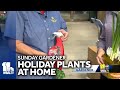 Sunday Gardener: Holiday plants in the home