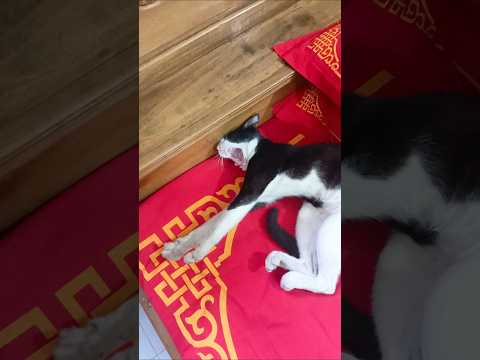 বিনা বেতনের চাকরি রাত ভোরে ডিউটি করে দিন ভোরে ঘুমায় 🤣🐈⬛ #foddielover #cat #foodcha #funnycat