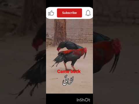 fighter murge ki video 🐔🐔🐔🐔🐔🐓🐓🐓🐓 Khatarnak video fighting murga ki video