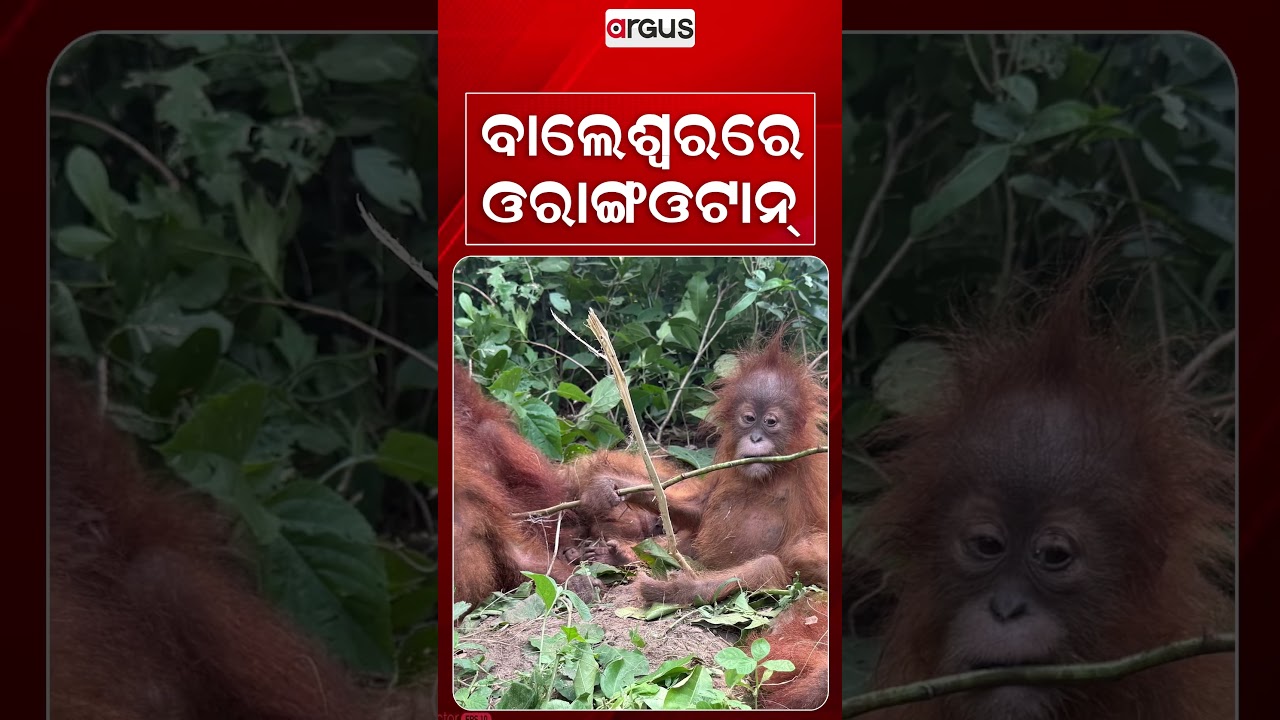 ବାଲେଶ୍ଵରରେ ଓରାଙ୍ଗଓଟାନ୍‌ | Argus Reels | OrangutanRescued | ExoticWildlife | ForestDepartment