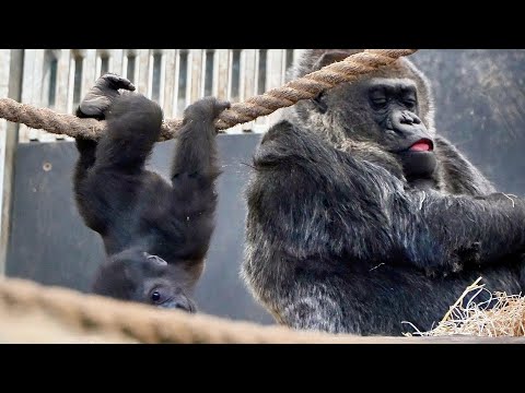 Adorable Baby Makongo Turns 8 Months Old