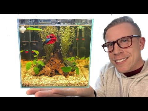 How to Set Up a Betta Fish Tank - Step by Step Setting up a Betta fish tank can be extremely easy with the right information. First, start by getti