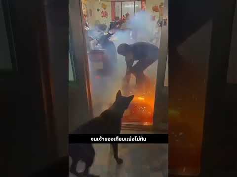 ุคุณคิดว่าเจ้าตัวนี้จะได้กินข้าวไหม? #สัตว์โลกน่ารัก