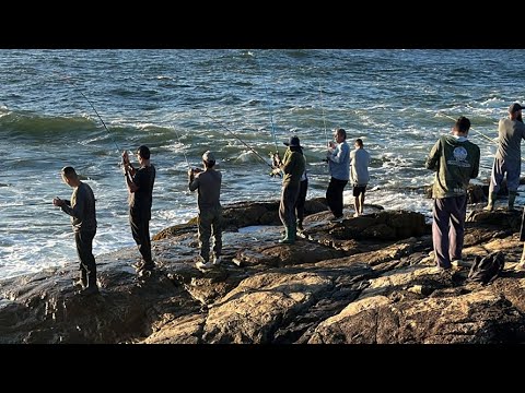 PESCA 🎣 DA ANCHOVA EM GAROPABA AO VIVO