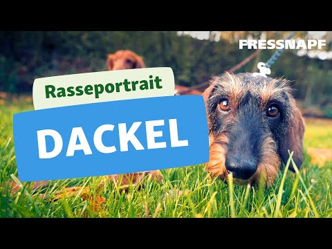 Dackel Rasse | Rasseportrait | FRESSNAPF