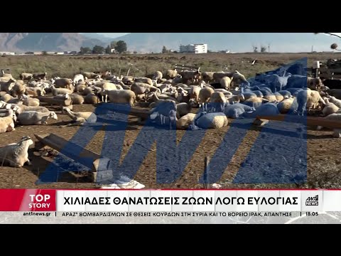 Ευλογιά: Μαζική θανάτωση ζώων και φόβος για την δημόσια υγεία