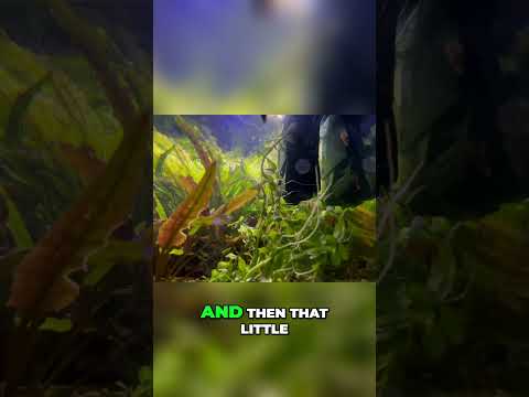 Propagate Plants Easily_ Bacopa Free Plants with S #aquarium #aquascape #fishkeeping #fishtankcare #fishtank #fishkeepinghobby #fishkeeping #aquariumfi