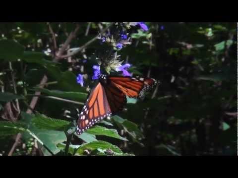 Flight of the Monarch Butterfly'