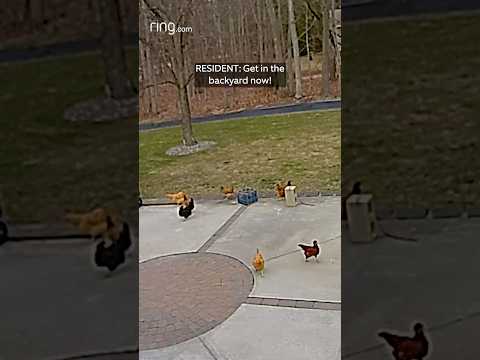 Woman sends commands to her chickens over Ring, and they listen!