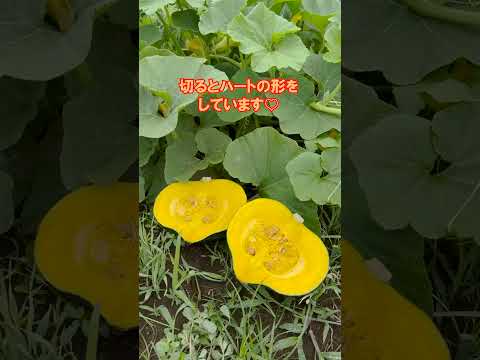 放っておくだけで激甘！？ほっとけ栗たん