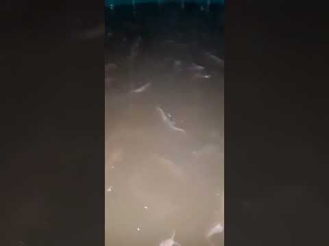 BELAJAR BUDIDAYA IKAN LELE #fish #lele #budidayaikanlele #tutorialbudidayaikanlele #pemijahanlele