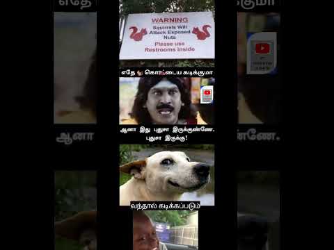 அணில் பாவங்கள் #shortsfeed #subscribe #trending #youtubeshorts #squirrel #1million #memes #wow #fun