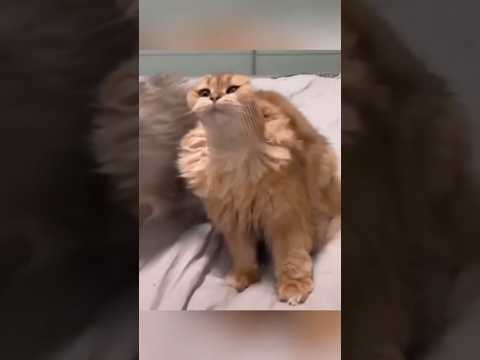 かわいい猫の動画で癒しの時間を楽しもう サムネイル