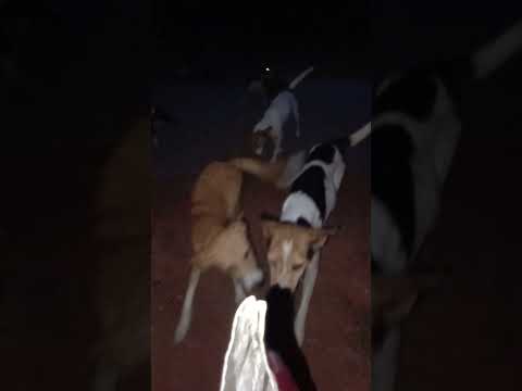 bezubaan ki jaan  😢😔 #dog #jaan #petshub #dogshorts #shorts #ytshorts