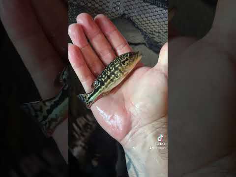 Royal Siks/Cobra Snakeskin Hybrid Peacock Bass #co 