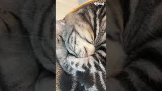【個人勢 #Vtuber 】癒しいびきじゃ  #猫動画 #cat #アメショー #アメショーのリクオ【#Shorts】