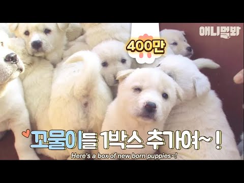 A daily life of 23 cute little white puppies.