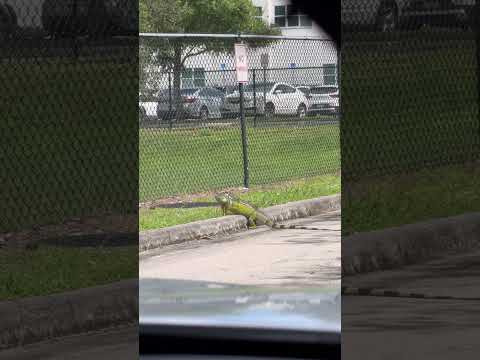 Another regular day in Florida 🦎☺️ #florida #floridalife #shorts #iguana #delraybeach