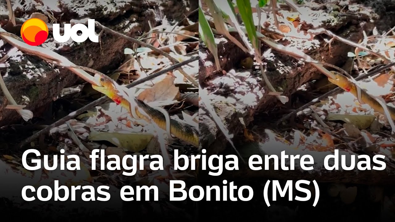 Cobra caninana e cobra cipó brigam no Mato Grosso do Sul guia de turismo flagra embate veja vídeo