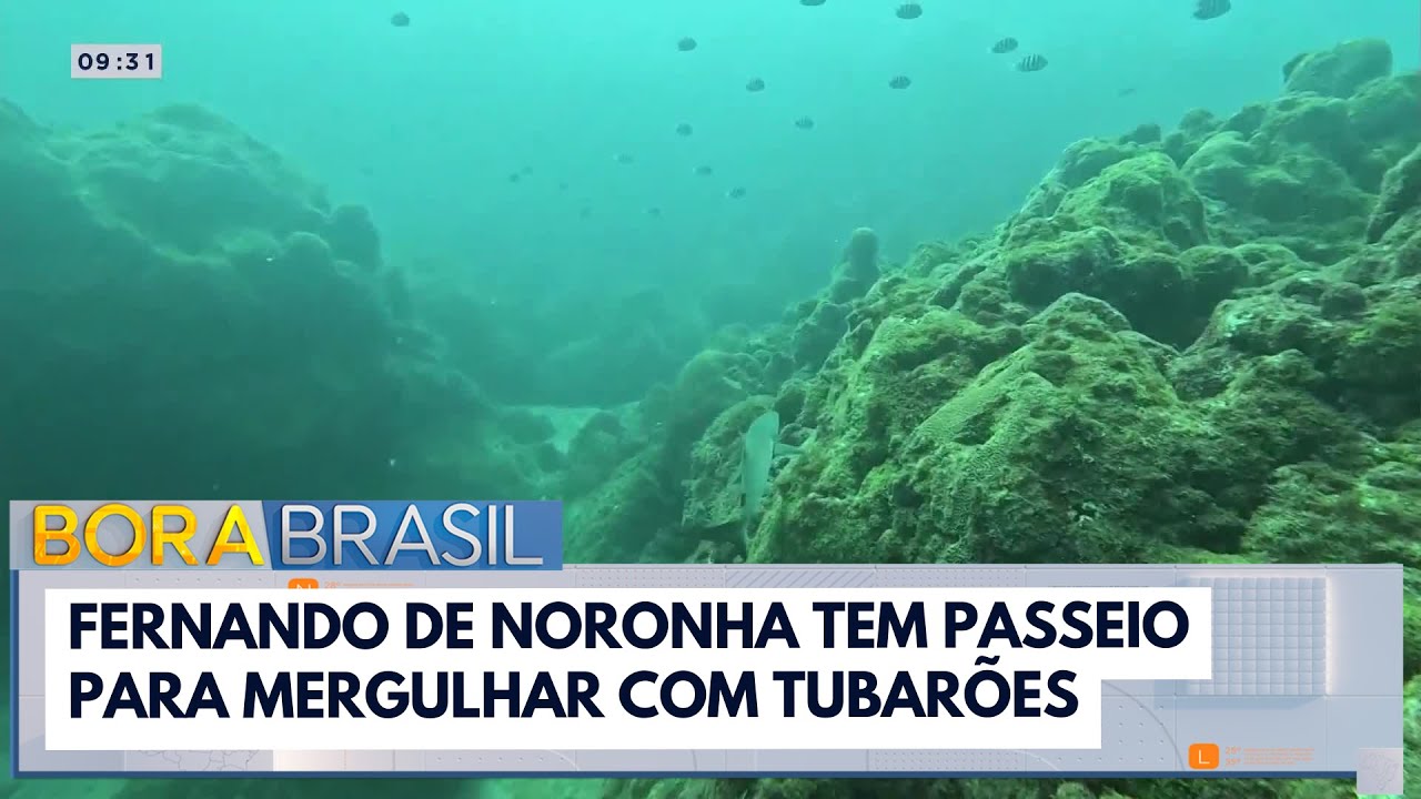 Fernando de Noronha tem passeio para mergulhar com tubarões