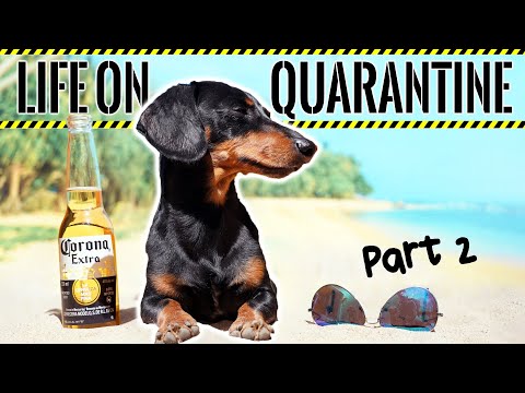 crusoe dachshund