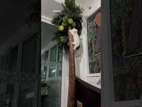 Monkey Kitten Checking Coconuts 🤣 #kitten #funny #cute #cat #meme #shorts #viral #funnyshort #fun
