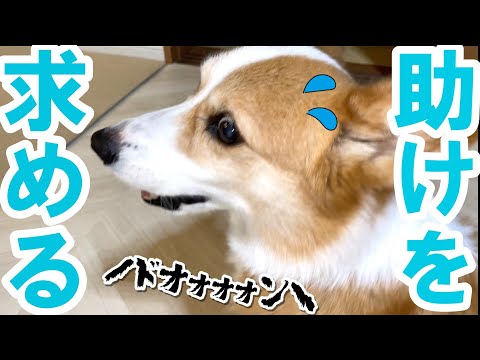 ふだん母に甘えない愛犬。雷が怖くてこうなりました