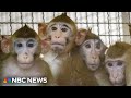 Residents in Georgia city protest plan to build monkey-breeding facility 