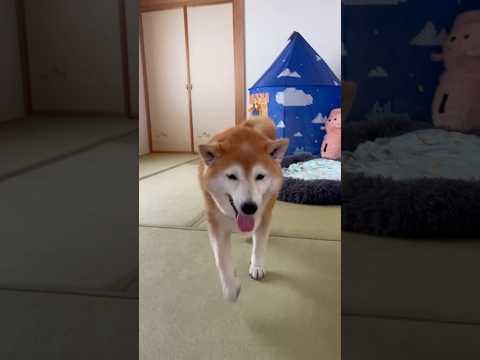 柴犬福 姉と柴犬の2時間ぶりの再会でちゃっかり逃げた柴犬🤣Sis and Shiba🤣#姉と柴 #shorts #funny #funnydog #dogshorts #柴犬 #시바견 サムネイル