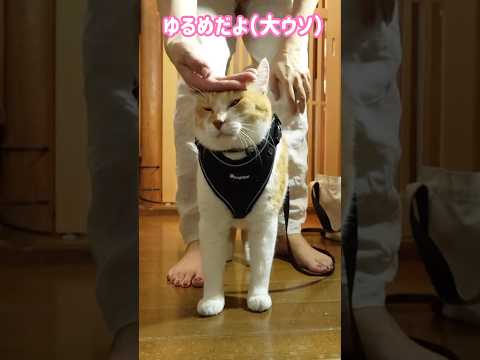 ハーネスが緩めだと大ウソつく飼い主#元野良猫チャチャ #猫武将 #ネコ #ねこ #猫 #cat #ゆるめにたのむ