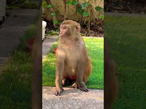 पता नहीं किस रूप 🐒 में ईश्वर मिल जाए । #shortsfeed #monkey