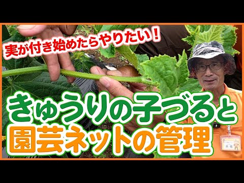 きゅうりの実がつき始めたらやっておきたい！子づるの管理と園芸ネット補修のポイントを徹底解説！【農園ライフ】