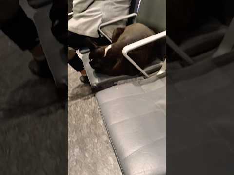 Bhola Bhala Tha | Brother Sister Fun | Fun Comedy with Brother in Bengaluru Airport