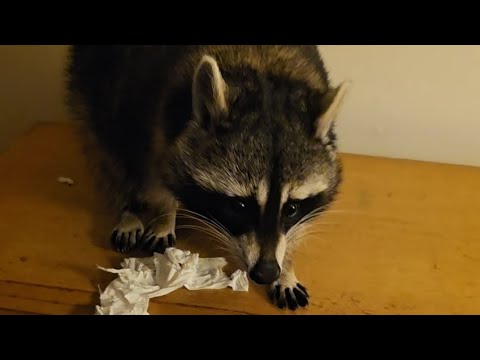 Non Stop Raccoon Action ❤️🦝 Tigger The Raccoon 