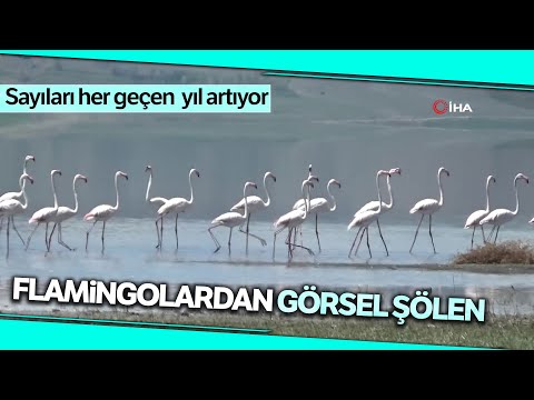 Van Gölü Havzası’nın Narin Kuşları Flamingolar
