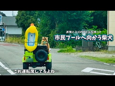 【この柴犬運転してるよね…？】お気に入りのアヒルを連れて愛車で出掛ける柴犬がヤバすぎました。