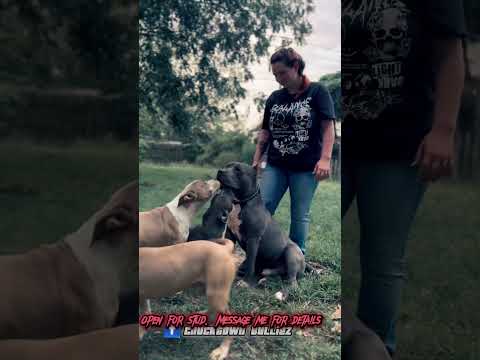 Open for stud🤯  Floki.      #xlbully  #bully #hugedog  #notyouraveragedog