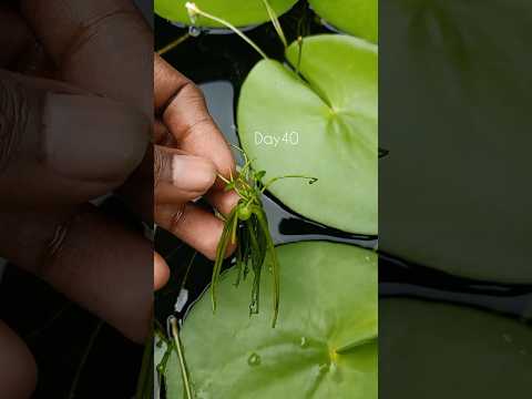 water lilies time lapse -bud to plant (day-1 to 95)..#shorts #viralshorts #timelapse #waterlily