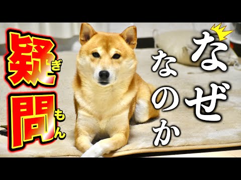 柴犬が世界的に有名な「不思議」を痛感しオカリナを吹きかけた日【三浦半島ジブリ】