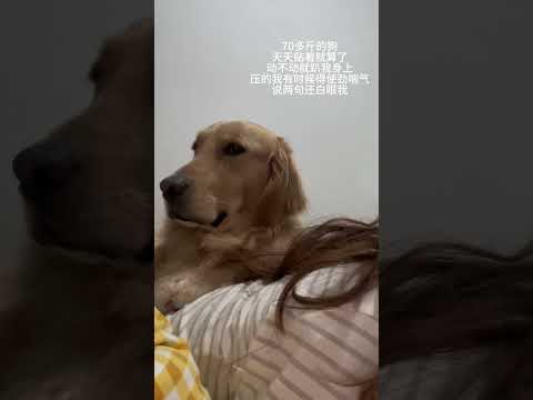 Beauty :我管你呢?#鬼迷日眼的金毛 #动物的迷惑行为 #它真的没把自己当狗