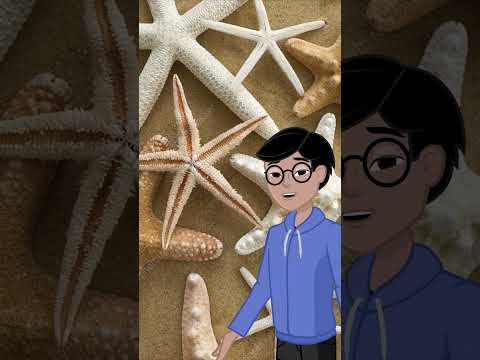 Starfish Can Regrow Their Entire Bodies! ⭐🌊