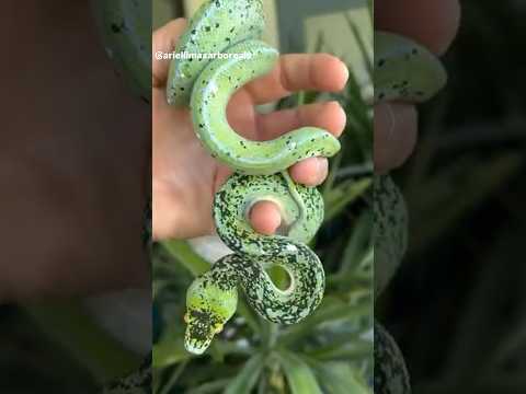 Why do snakes have S-shaped necks?