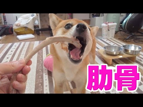 ASMR お初のスペアリブをバキバキいただきます 柴犬小夏