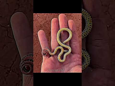 BIG SNAKE CAN'T BE SCARY ☠️