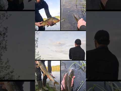 lille tur til den lokale sø. #fishing #fiskeri