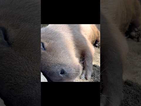 疲れた心に。優しいカピバラ【For a tired heart... my symbol of peace, the capybara】 #capybara #カピバラさん #cute
